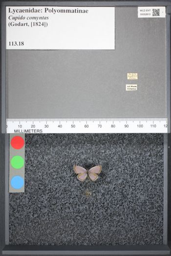 Media type: image;   Entomology 52610